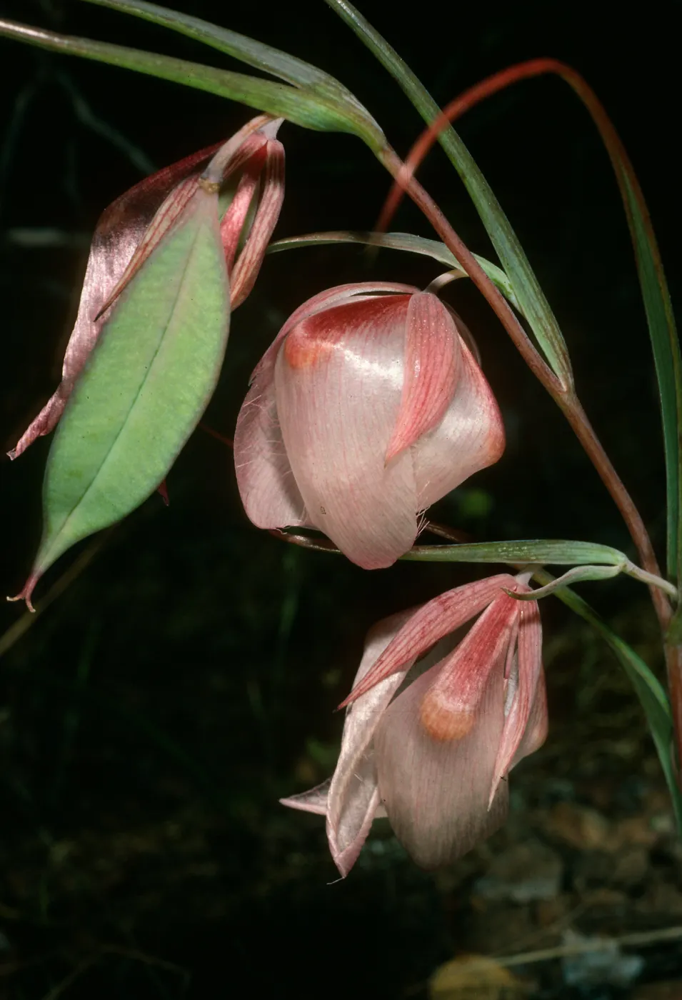 Calochortus albus, Upper Islay Canyon, Santa Cruz Island