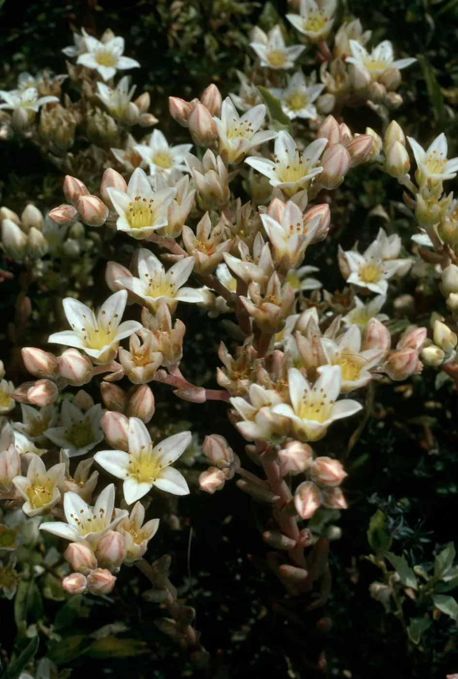 Dudleya nestiotica, Forneys Cove, Santa Cruz Island