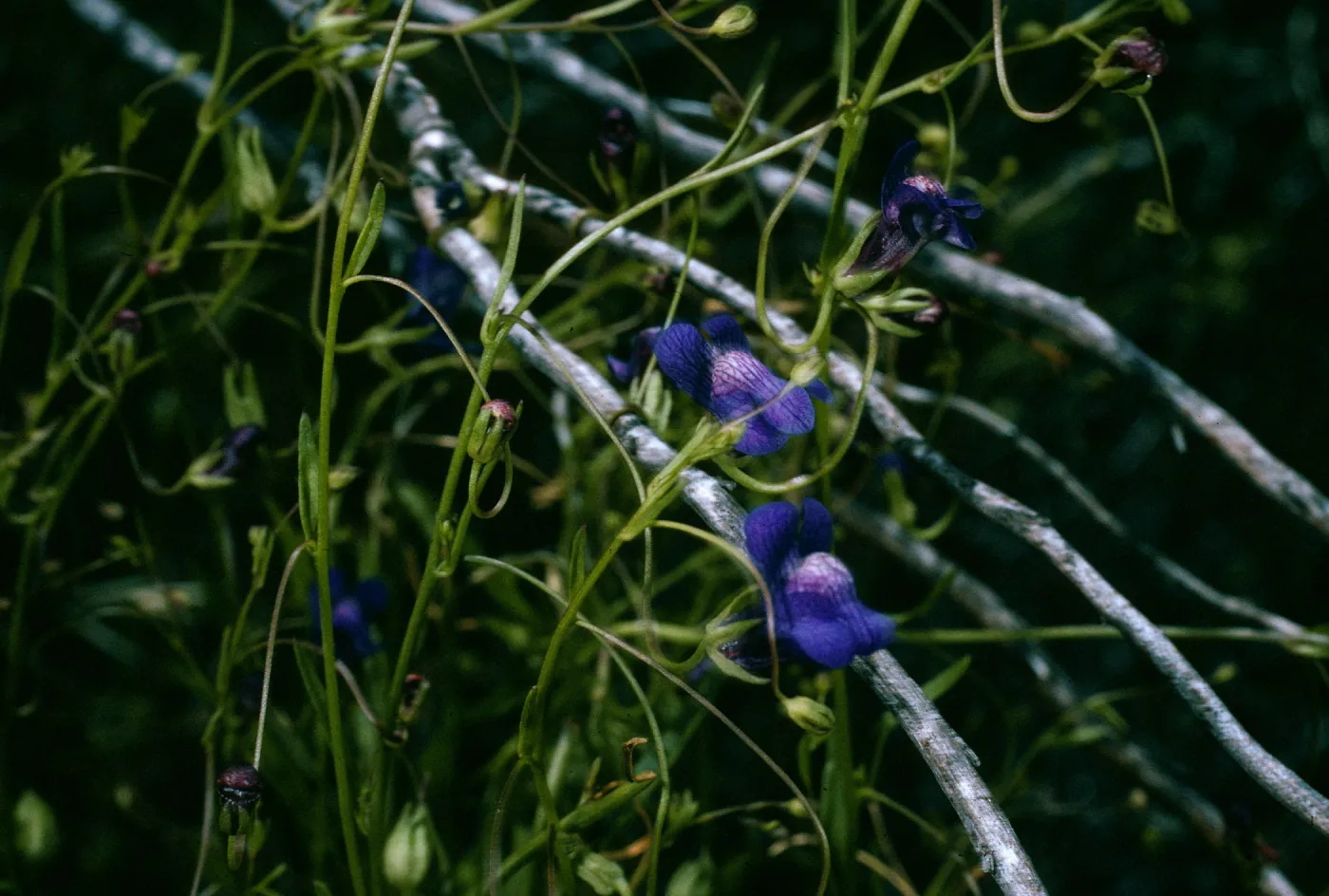 Antirrhinum kelloggii, SC-2720, San Justiniano Road, Santa Cruz Island