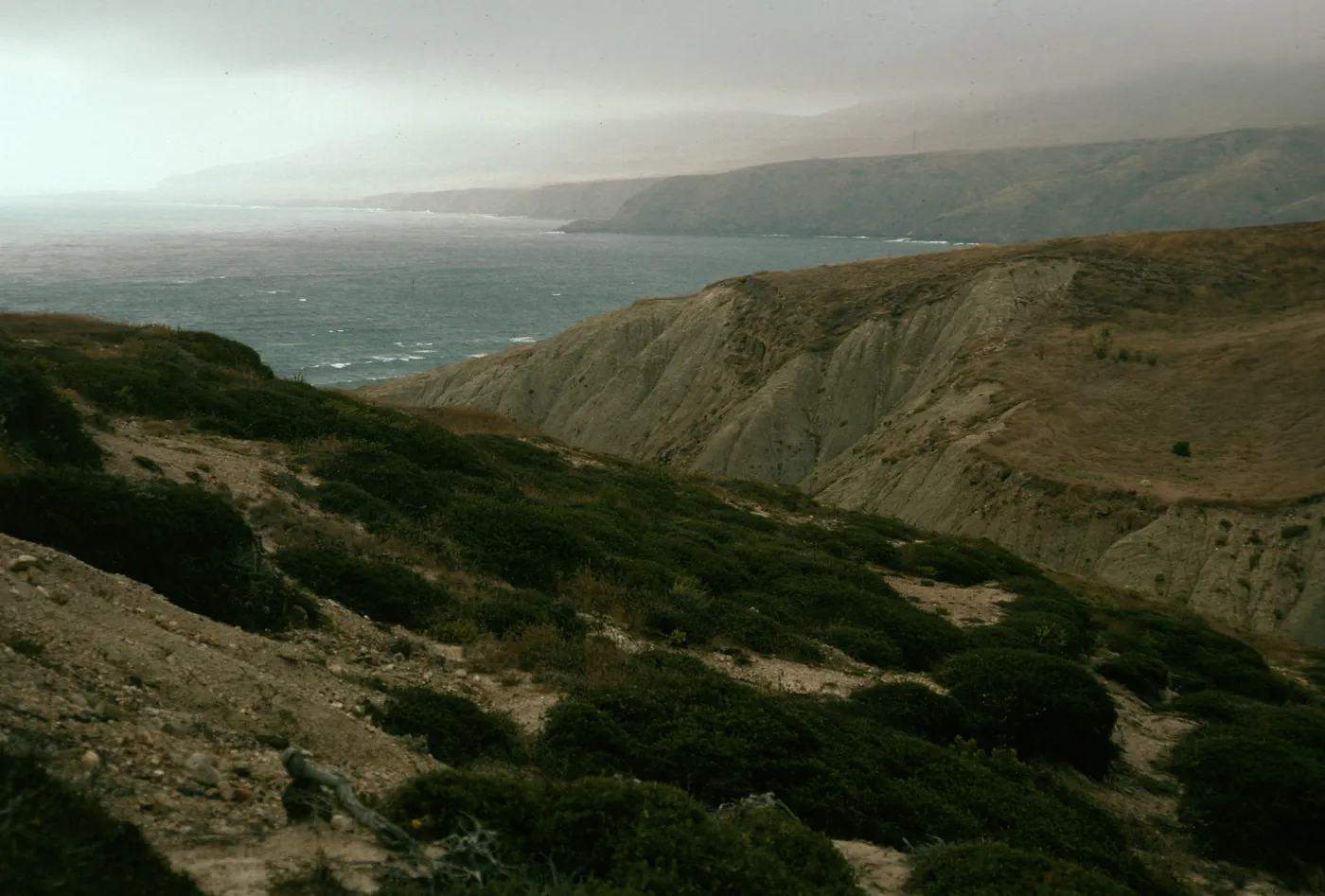 Quercus dumosa on ridge, view of Christy Bay, North of Sauces Canyon, Santa Cruz Island