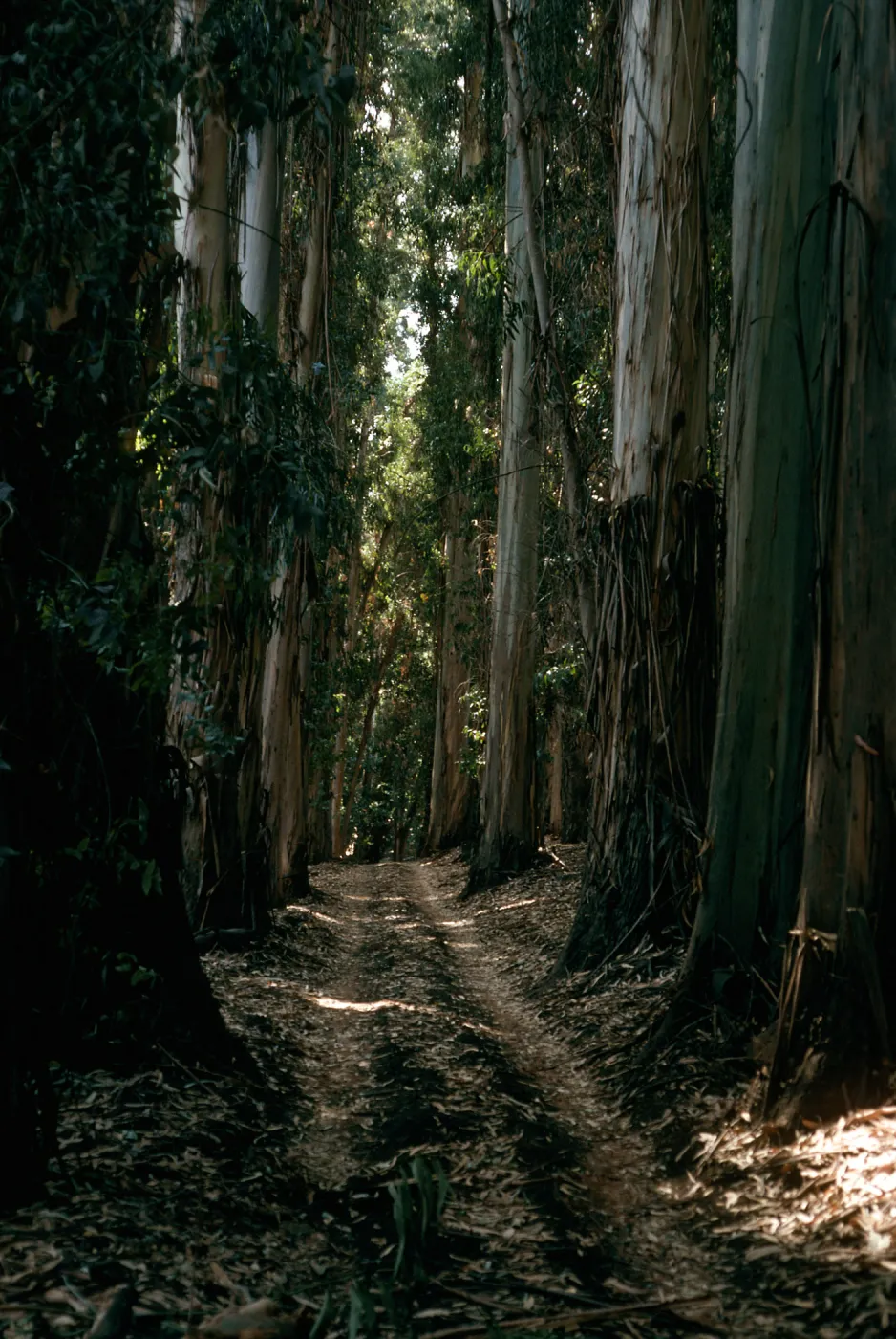 Eucalyptus globulus, Bosque Mano, West of field station, Santa Cruz Island
