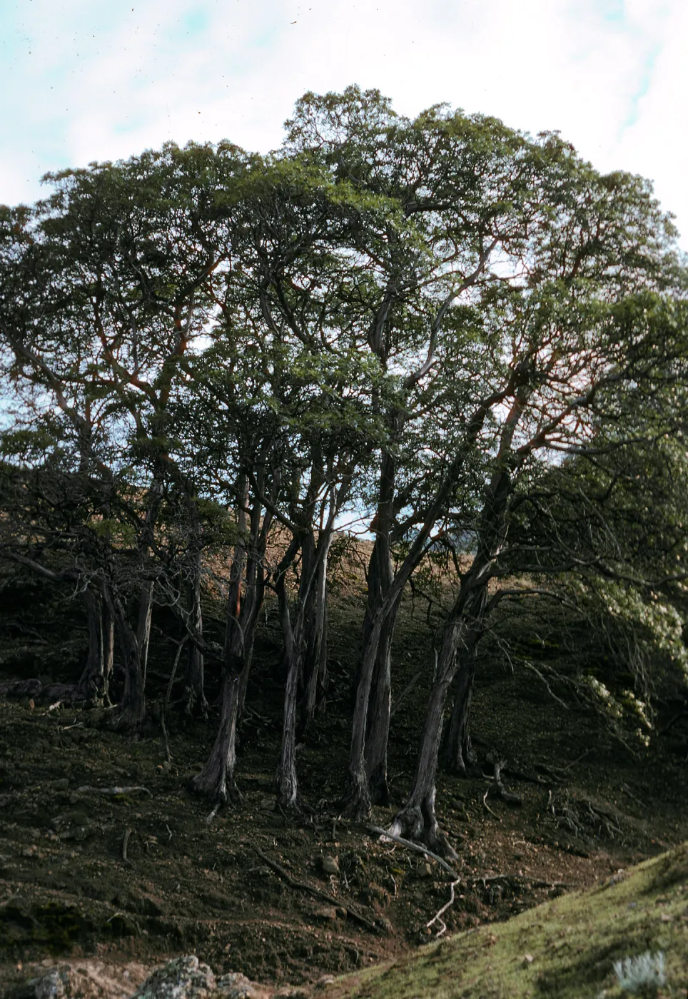round Lyonothamnus grove, just West of Grove #102, upper Ladys Canyon, Santa Cruz Island