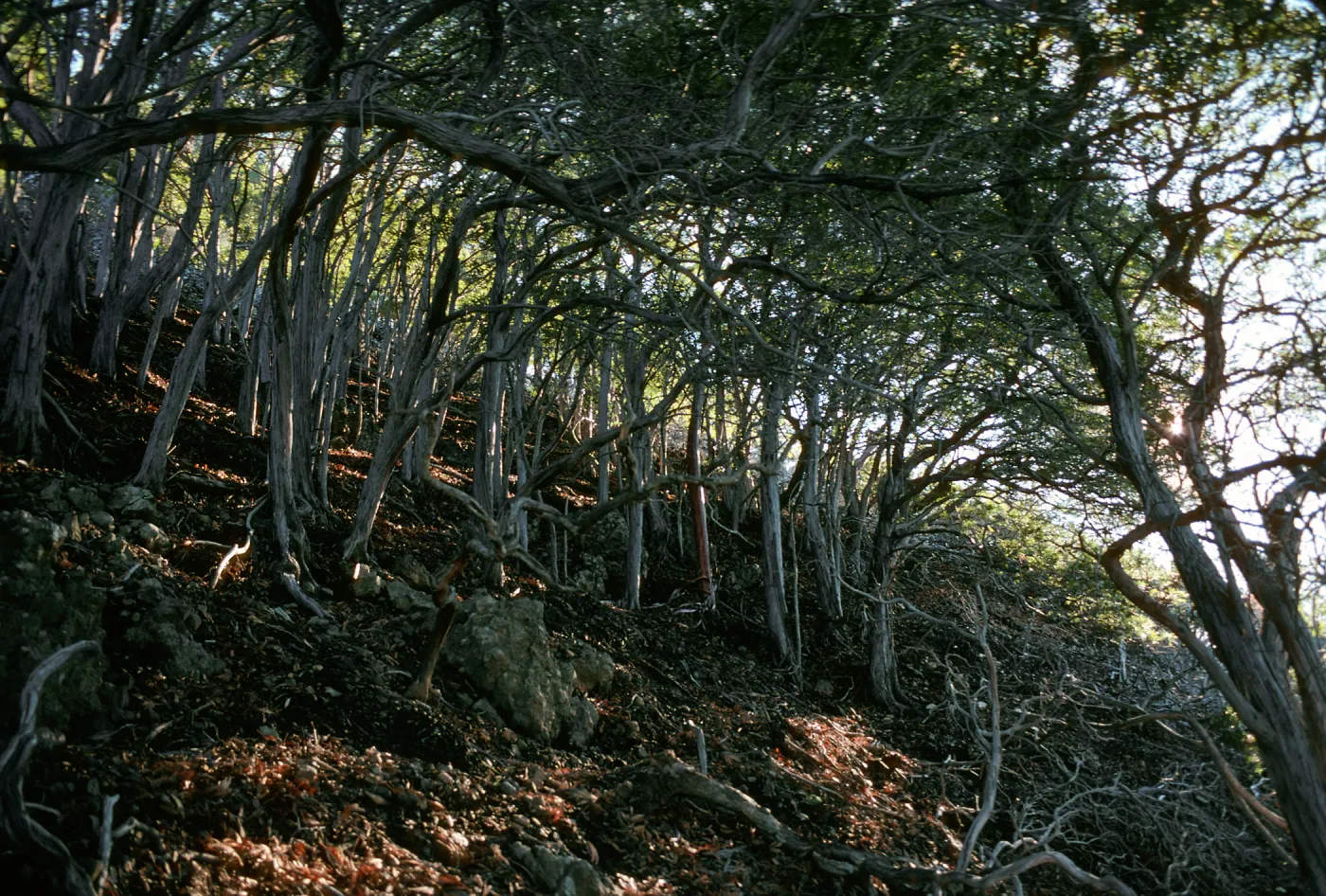 Lyonothamnus, North side of Peak 1941, Santa Cruz Island