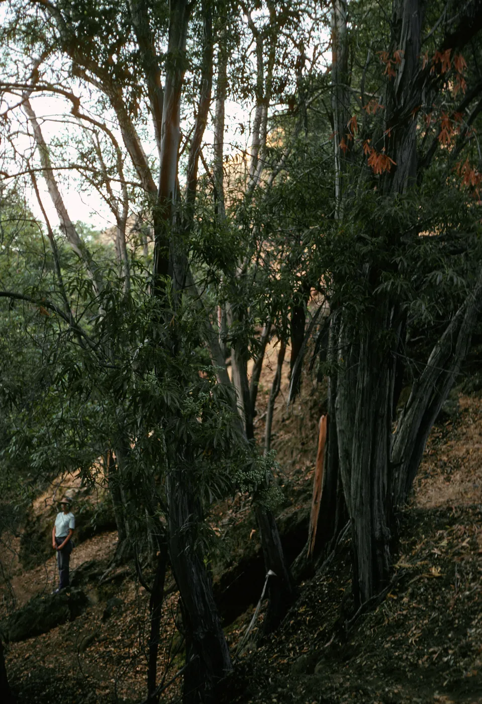 Lyonothamnus, West fork of Orizaba Canyon, Santa Cruz Island