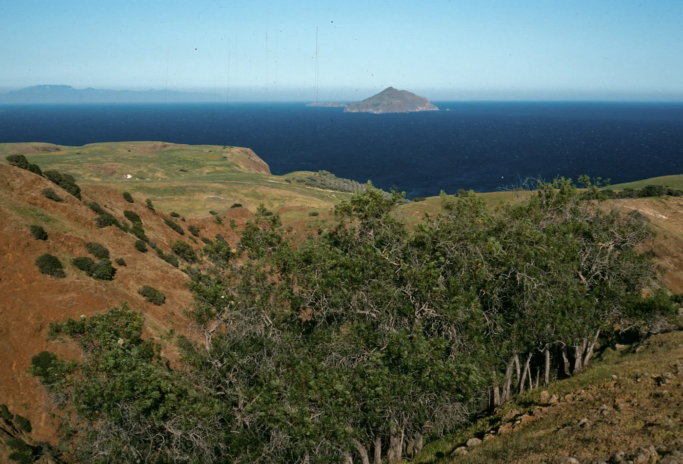 Lyonothamnus, upper Smugglers Canyon, Santa Cruz Island