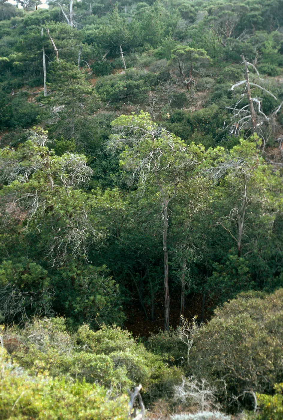 Lyonothamnus grove in South Pines, ~0.3 mile Southeast of Peak 1020, Santa Cruz Island