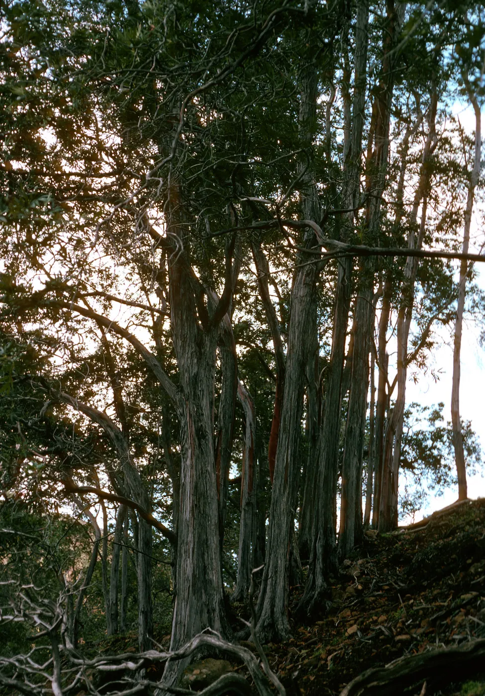 Lyonothamnus, North side, Peak 1848, Santa Cruz Island