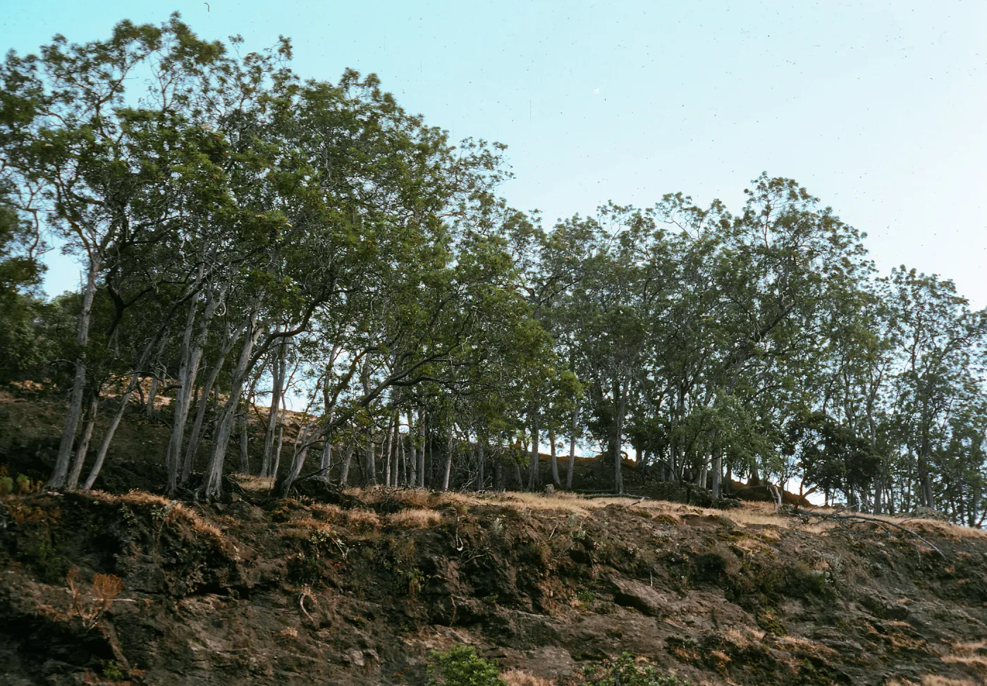 linear Lyonothamnus grove, West fork of Orizaba Canyon, Santa Cruz Island