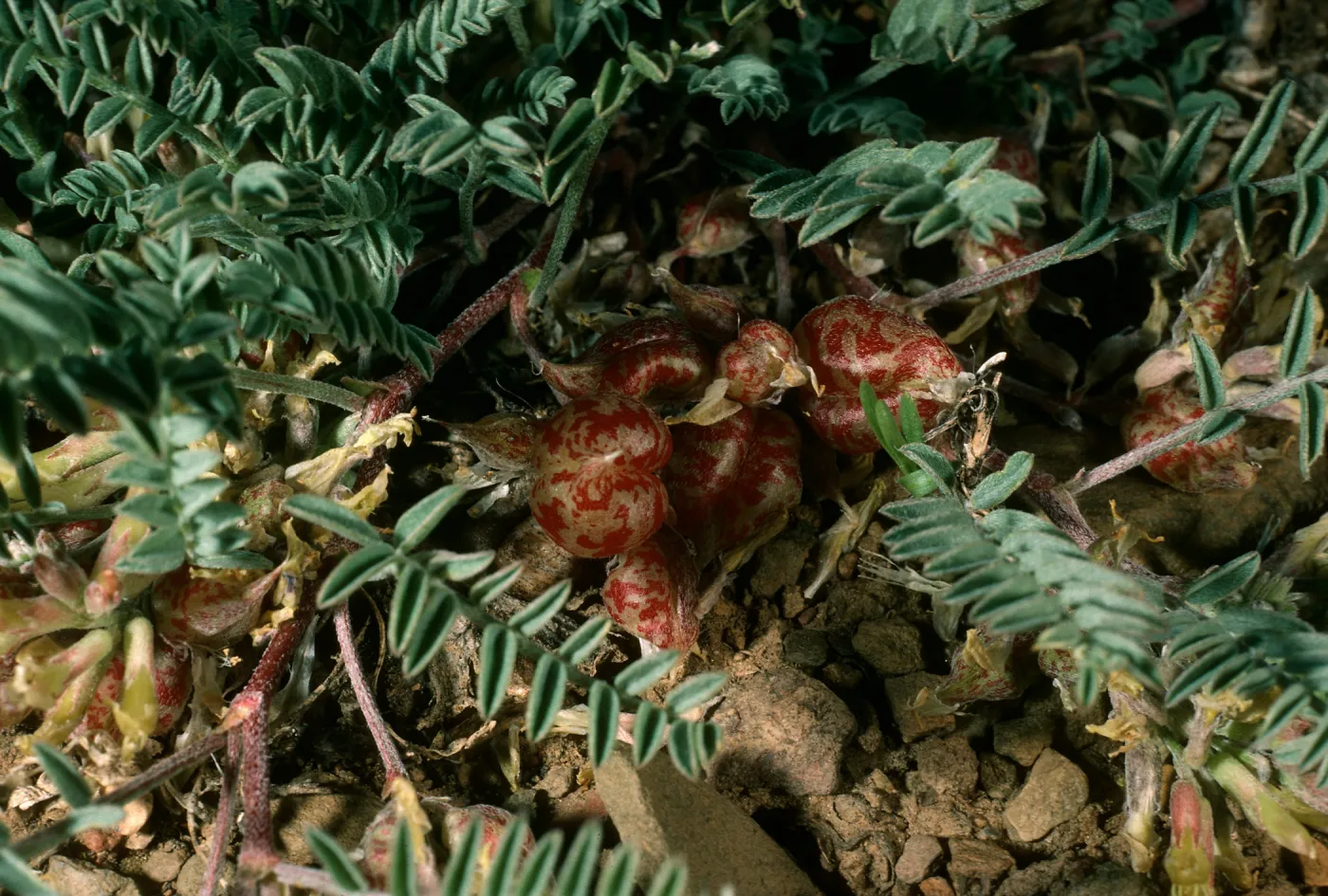 Astragalus lentiginosus, South of Schulman grove, White Mountains, Mono County