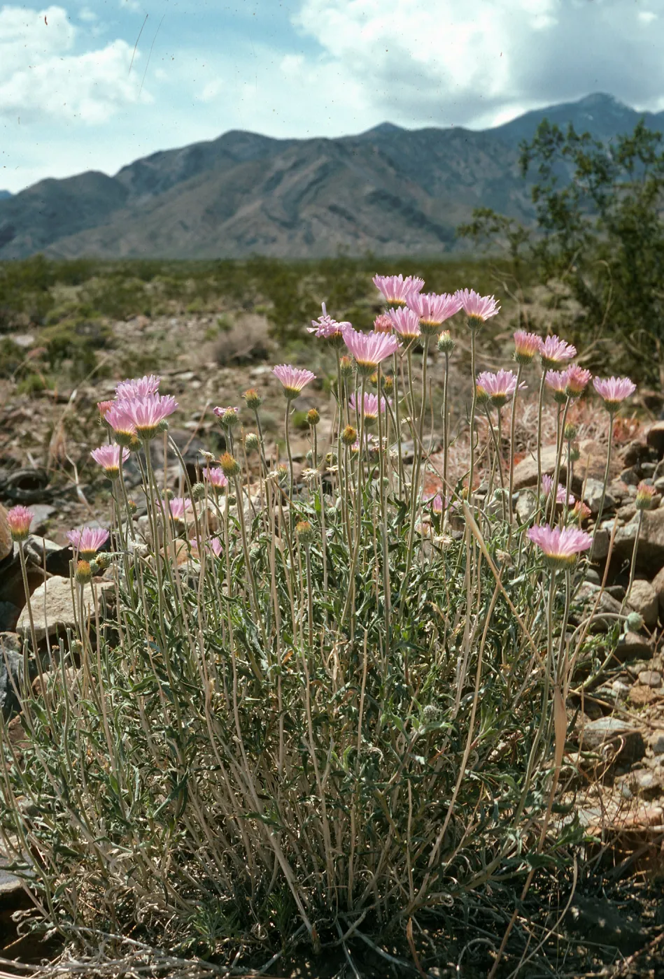 Machaeranthera tortifolia, Saline Valley, Northern Mojave Desert