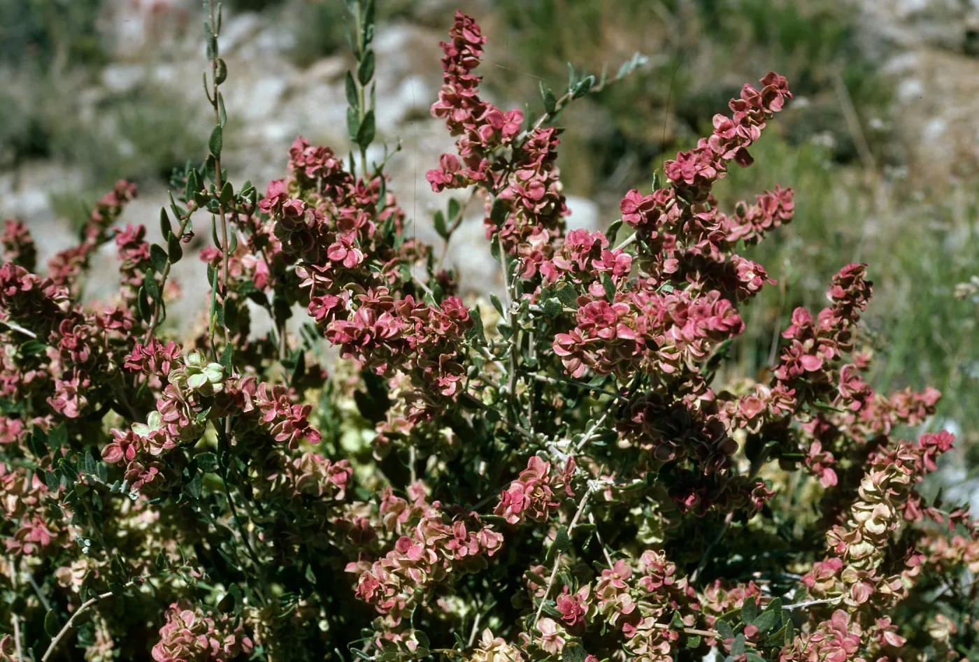 Grayia spinosa, Saline Valley, Northern Mojave Desert
