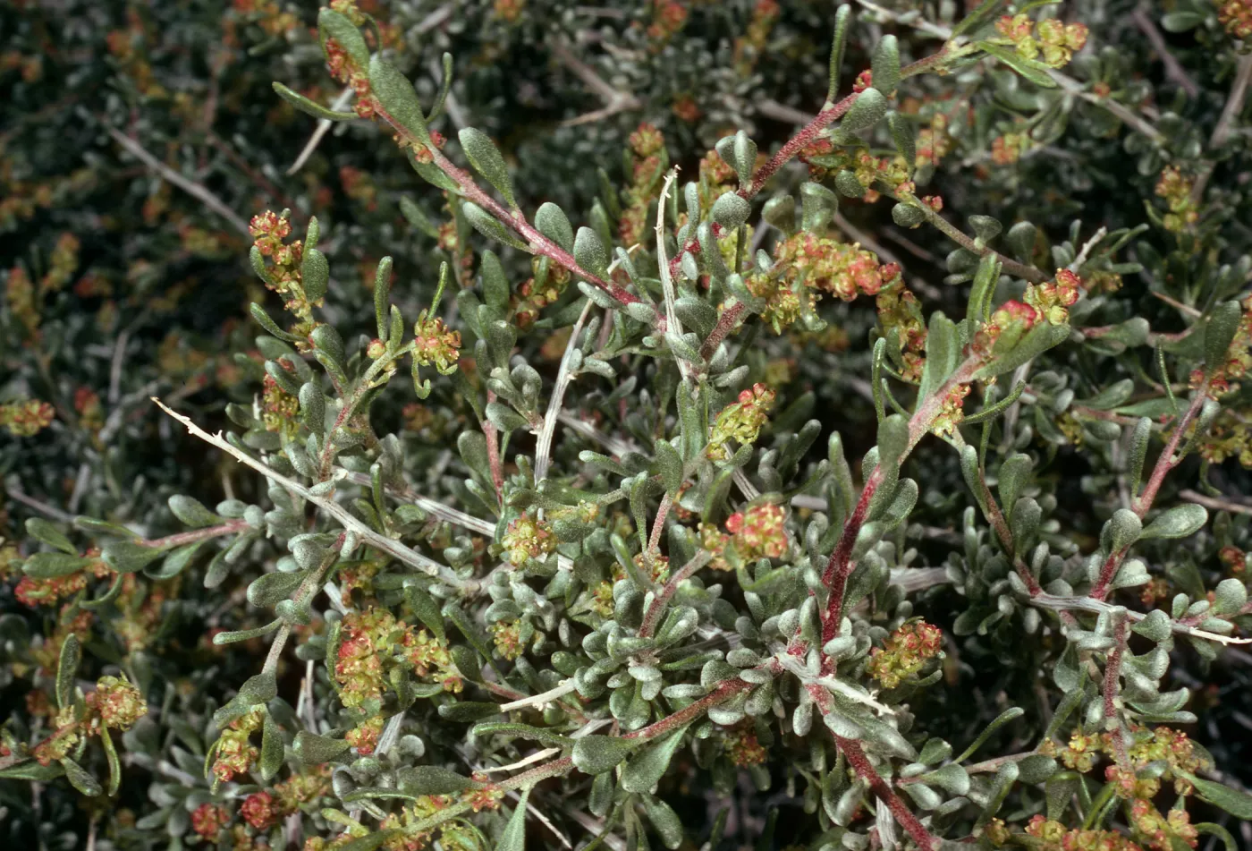 Grayia spinosa, Saline Valley, Northern Mojave Desert