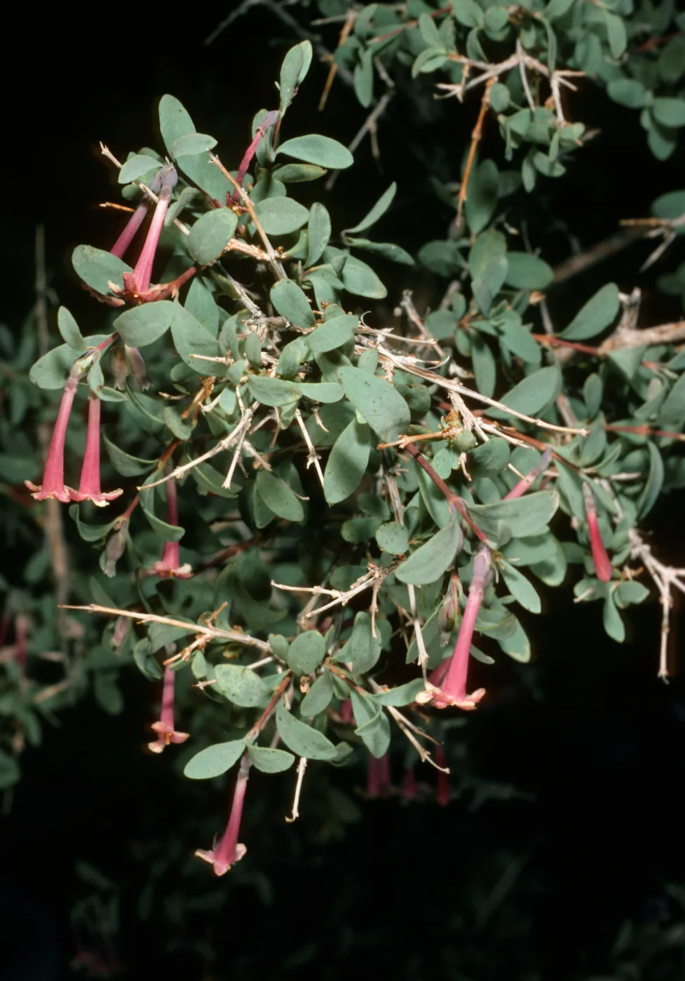 Symphoricarpos longiflorus, Eureka Valley, Saline Valley Road, Northern Mojave Desert