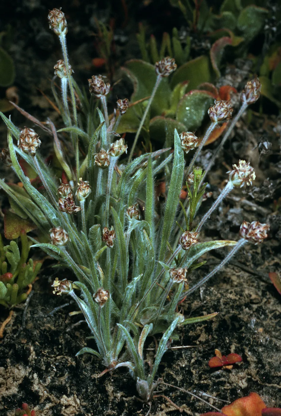 Plantago ovata, SN-1055, canyon east of marker spur""