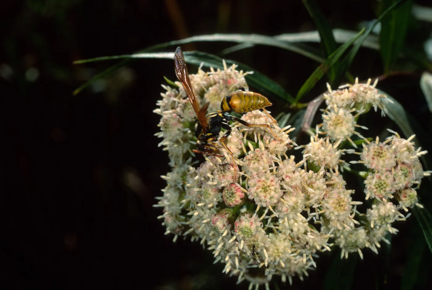 wasp on Baccharis salcifoloa, Cherry Cove, Santa Catalina Island