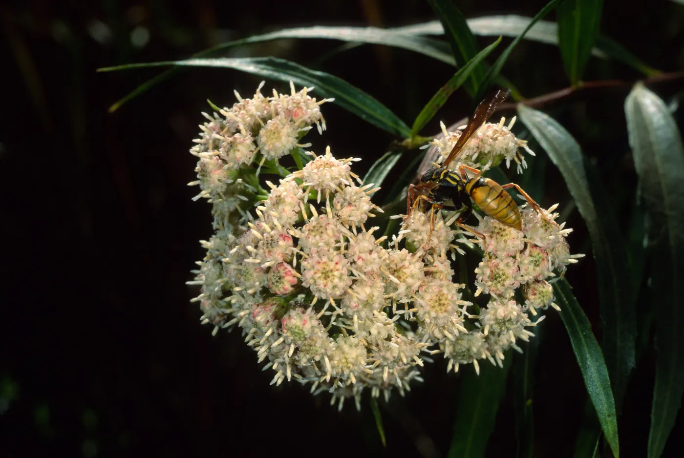wasp on Baccharis salicifolia, Cherry Cove, Santa Catalina Island