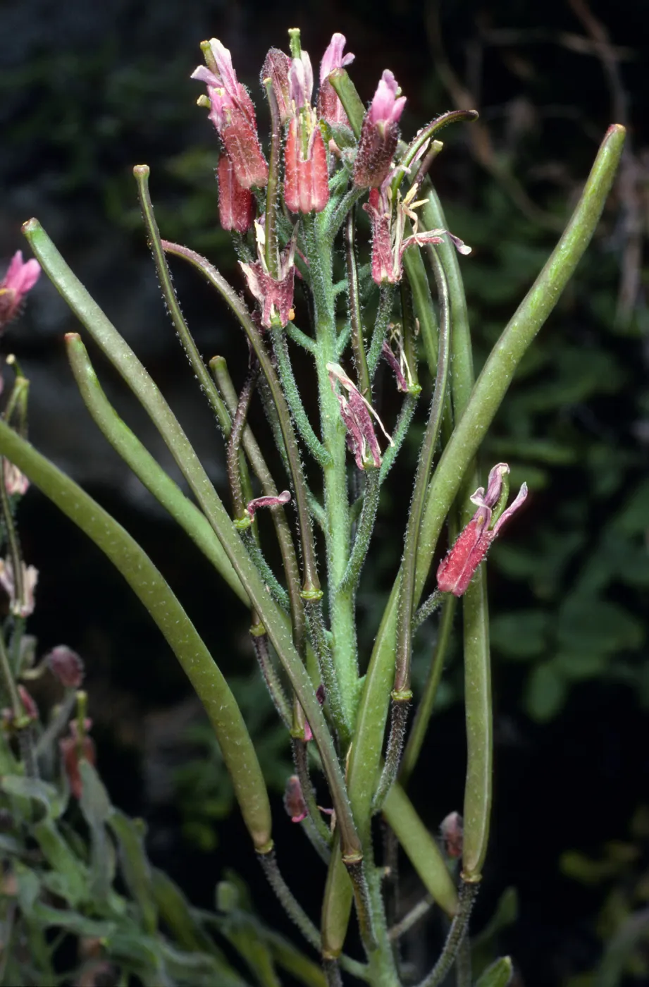Arabis hoffmannii, North of Buena Vista, Santa Cruz Island