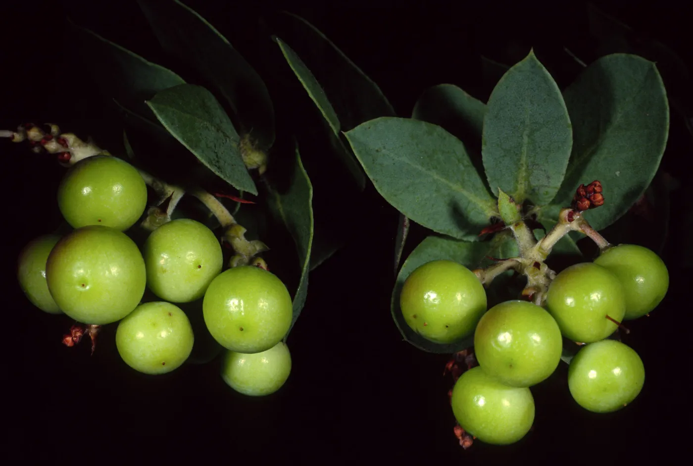 Arctostaphylos refugioensis, SBBG