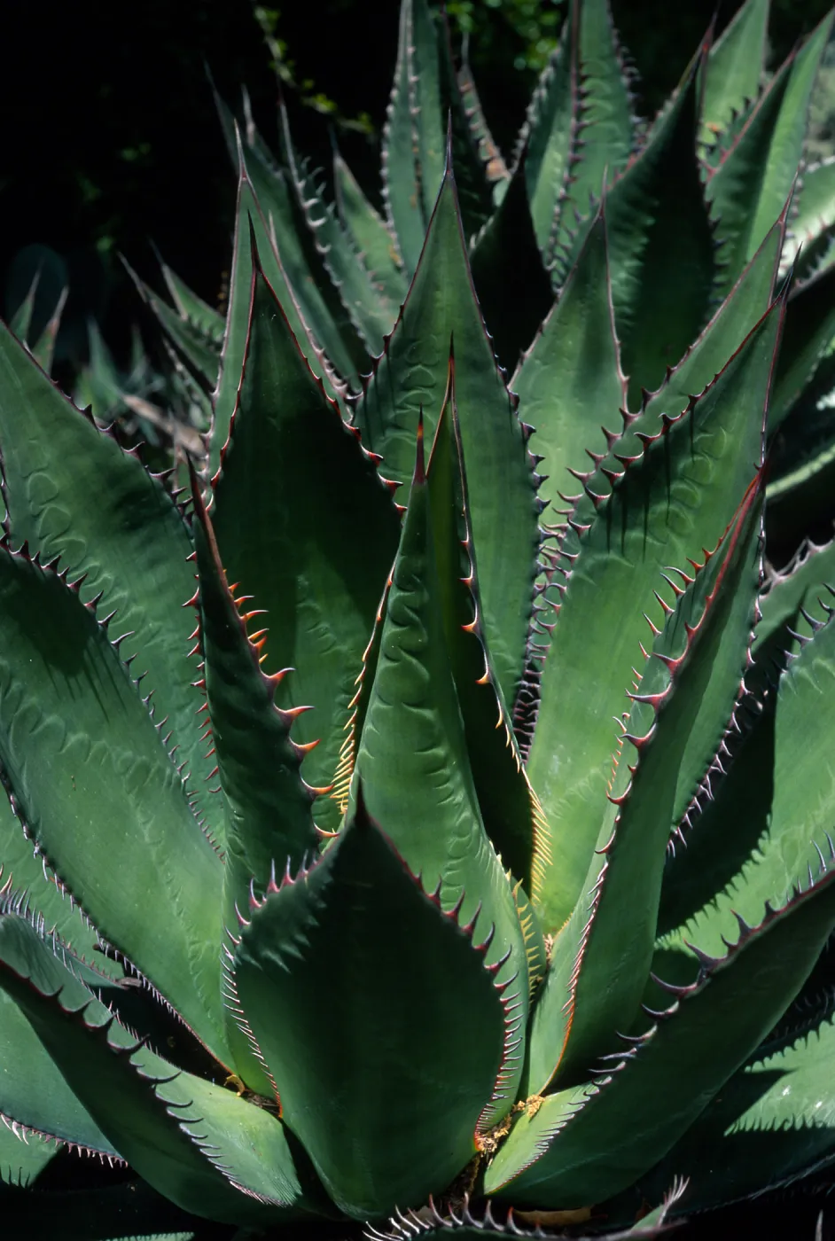 Agave shawii, Desert Section, Santa Barbara Botanic Garden