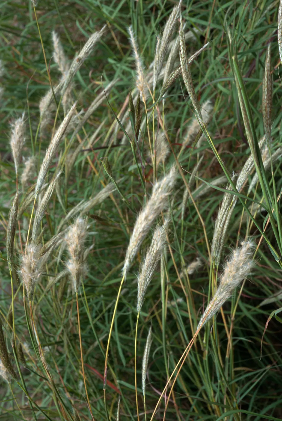 Bothriochloa barbinodis, Santa Barbara Botanic Garden
