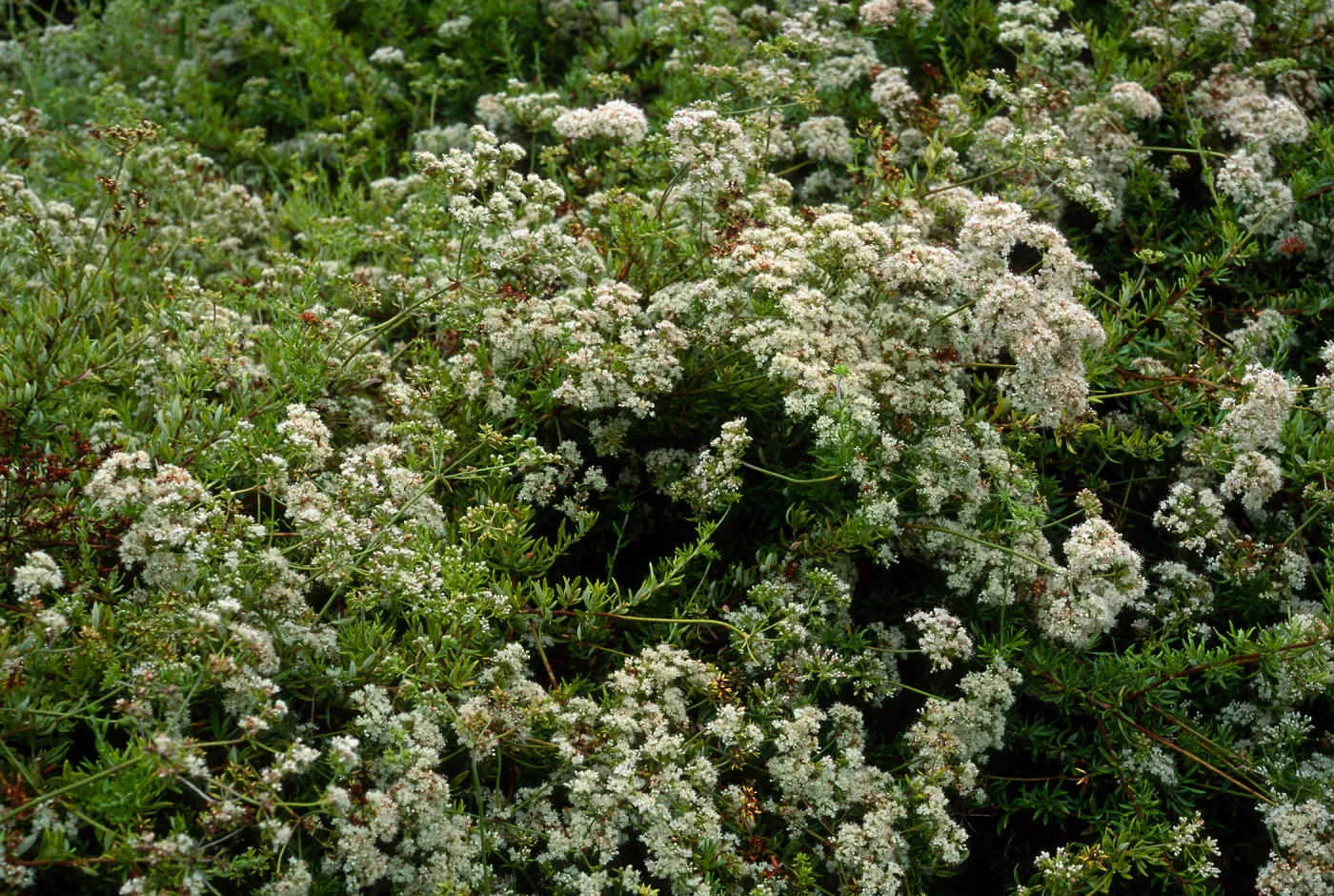 Eriogonum fasciculatum, Porter Trail, Santa Barbara Botanic Garden