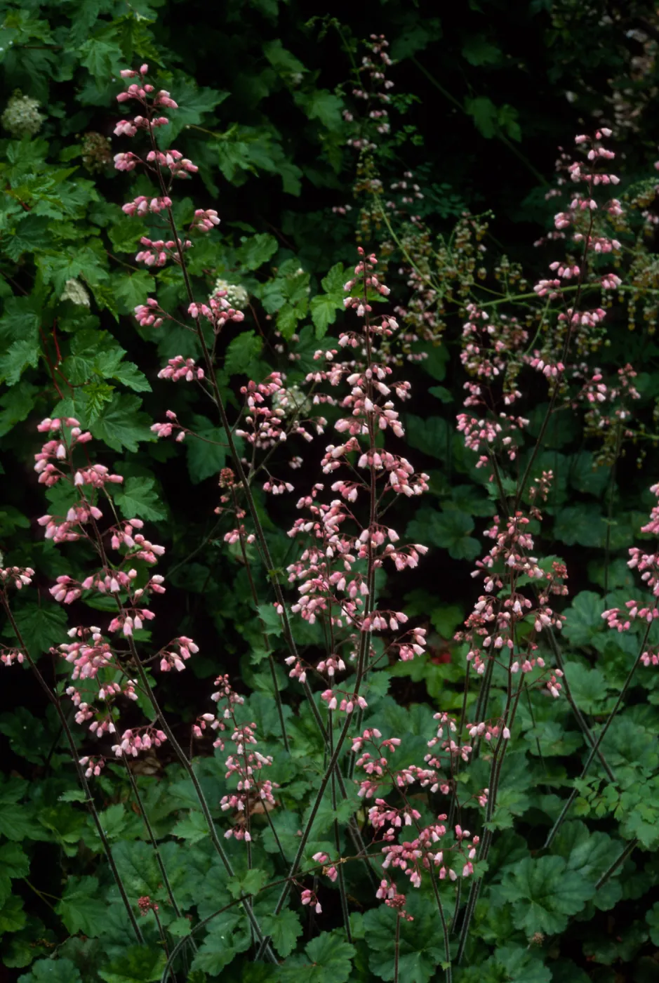 Heuchera ‘Rosada’, Santa Barbara Botanic Garden