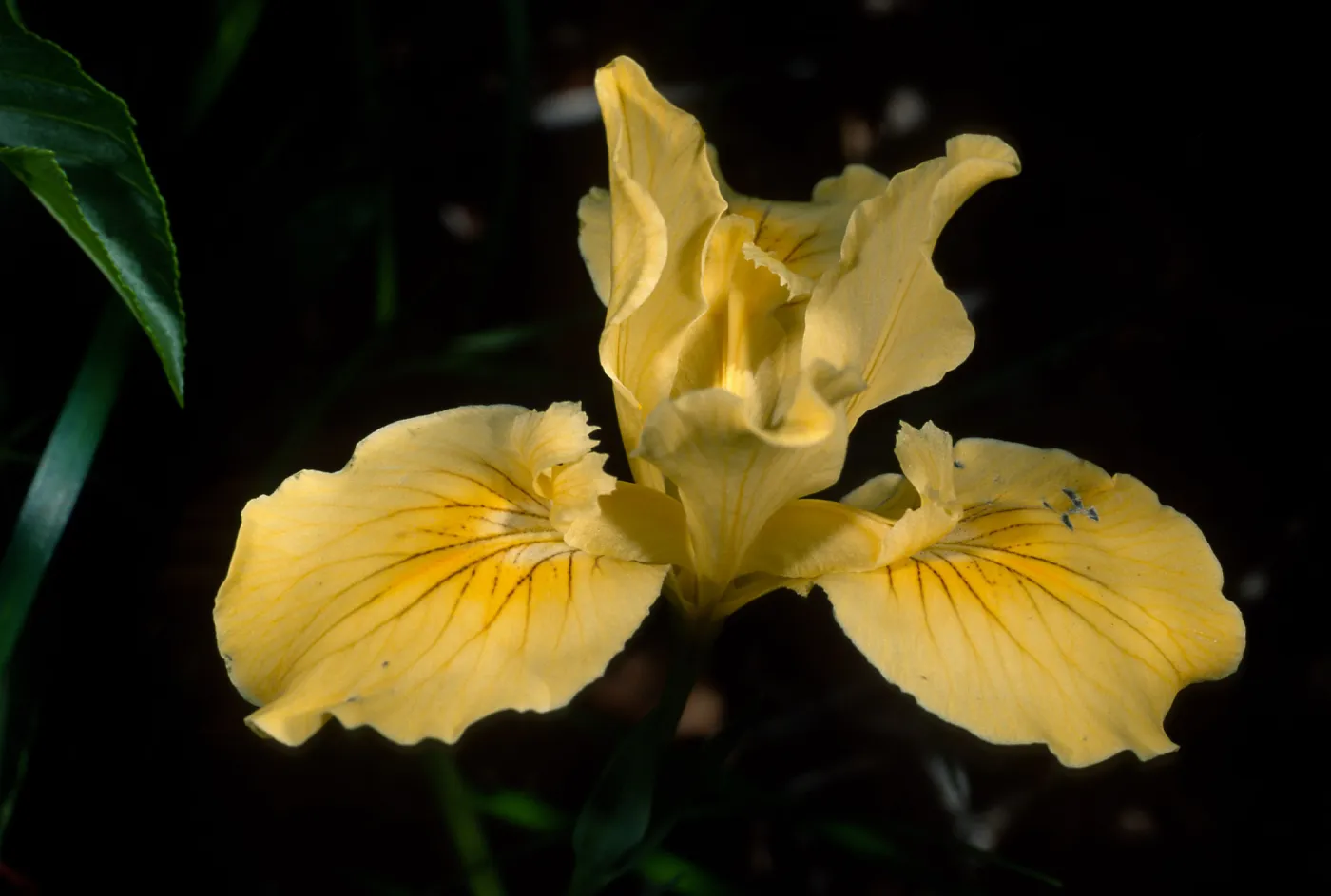 Iris inominata, Santa Barbara Botanic Garden