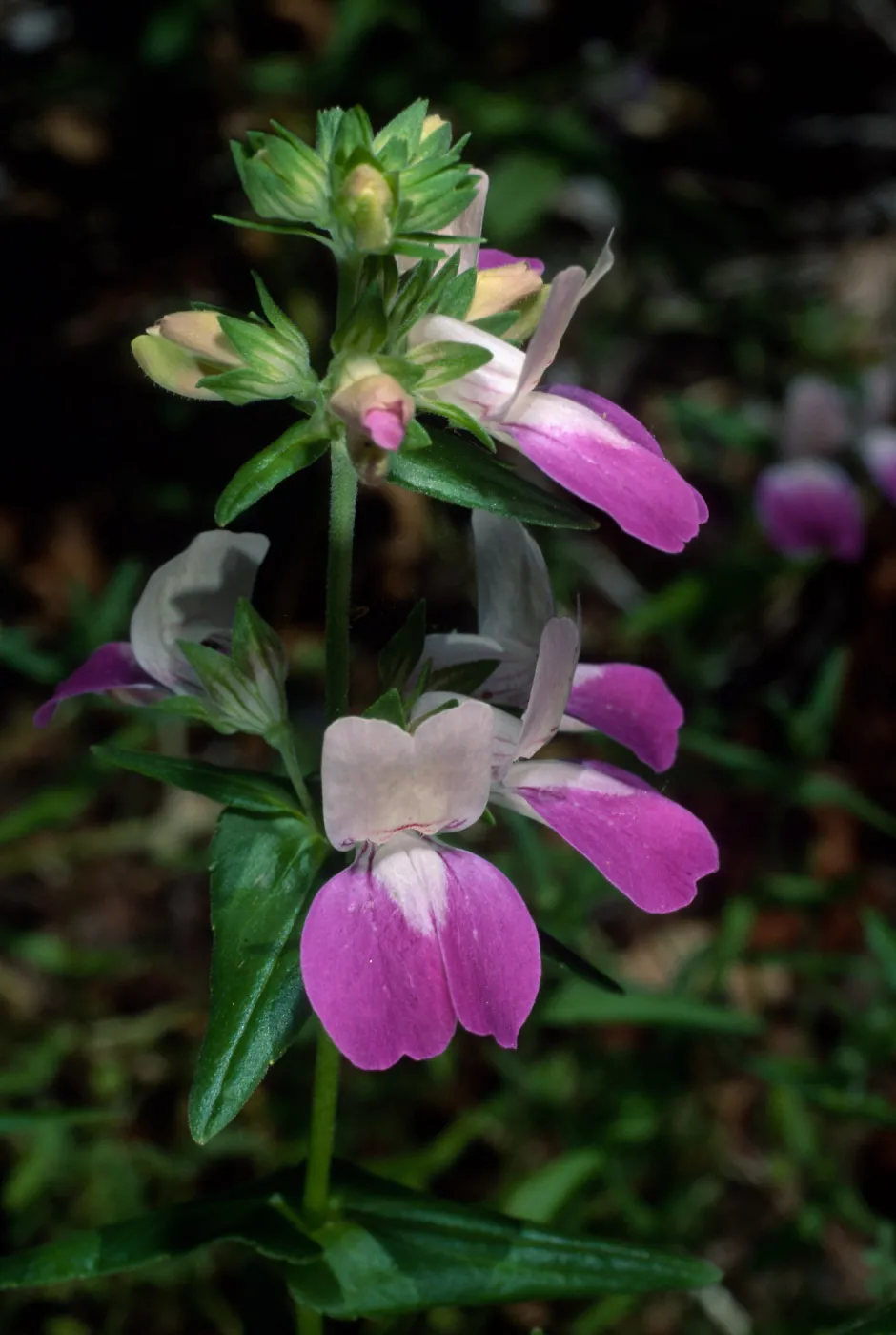 Collinsia heterophylla, Santa Barbara Botanic Garden