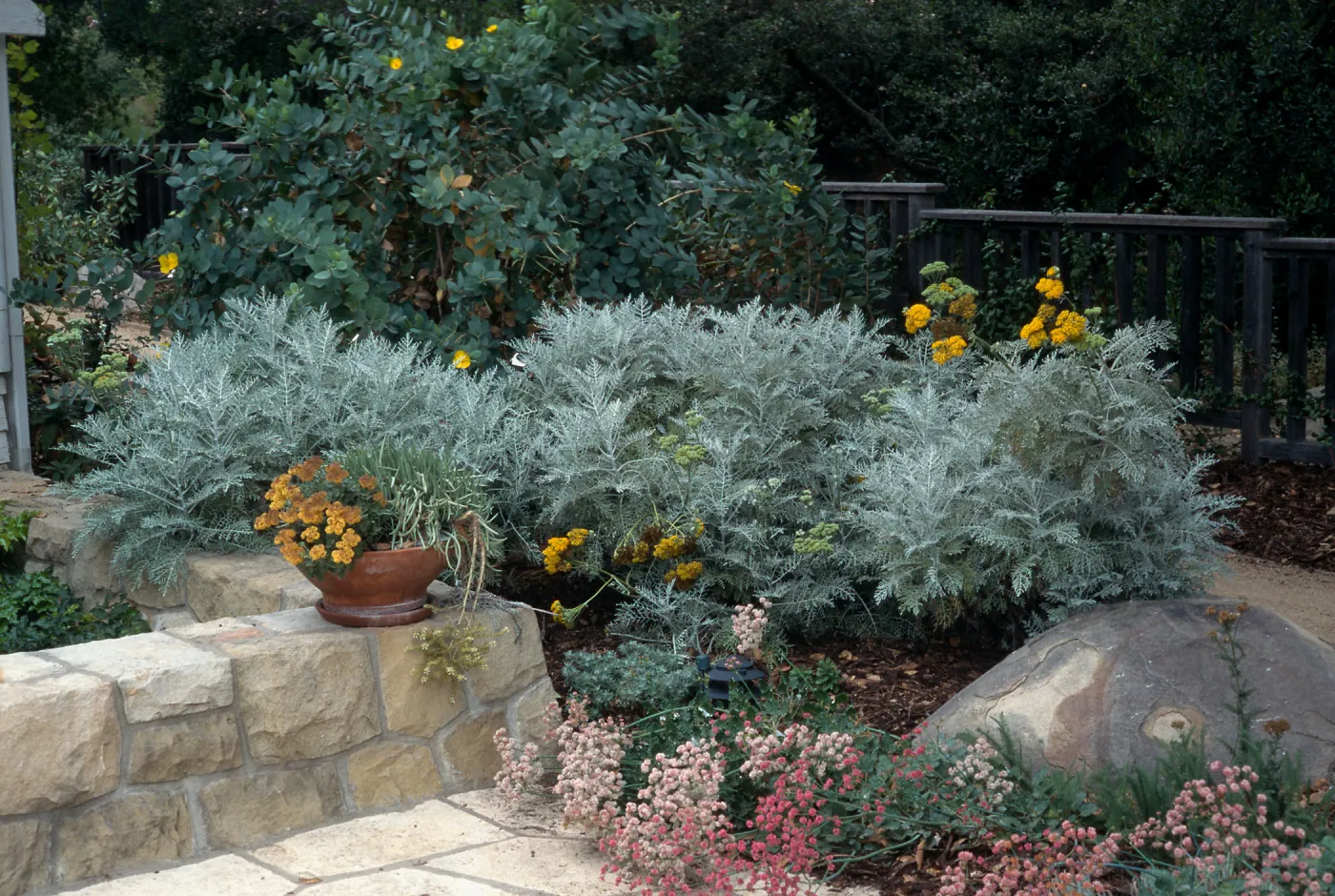 Eriophyllum nevinii, Home Demonstration Garden, Santa Barbara Botanic Garden