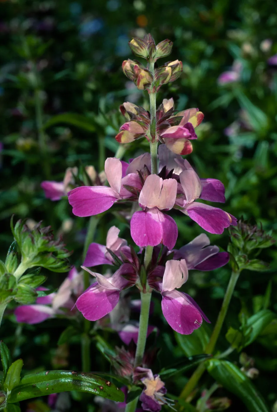 Collinsia heterophylla, Santa Barbara Botanic Garden