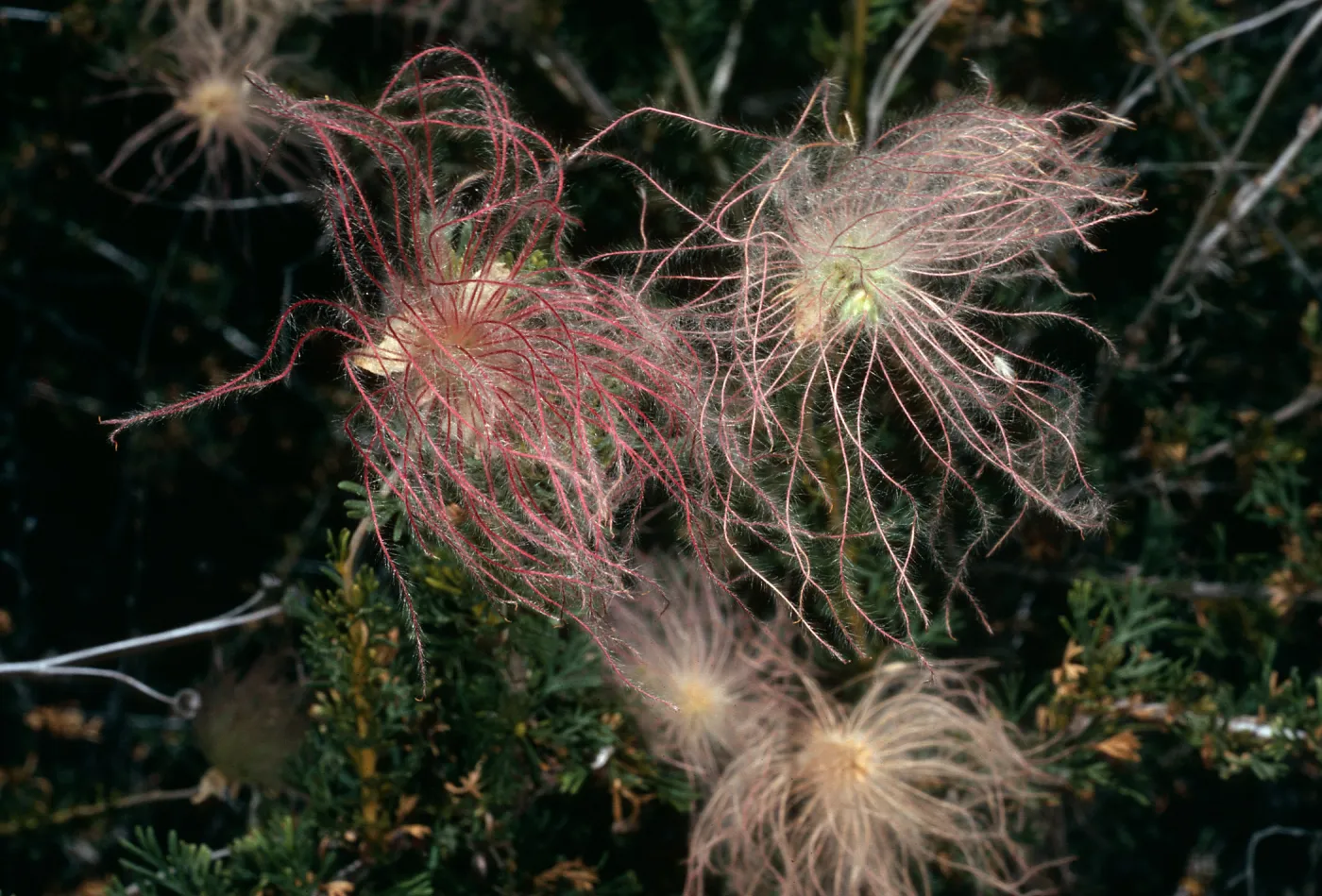 Fallugia paradoxa, Santa Barbara Botanic Garden