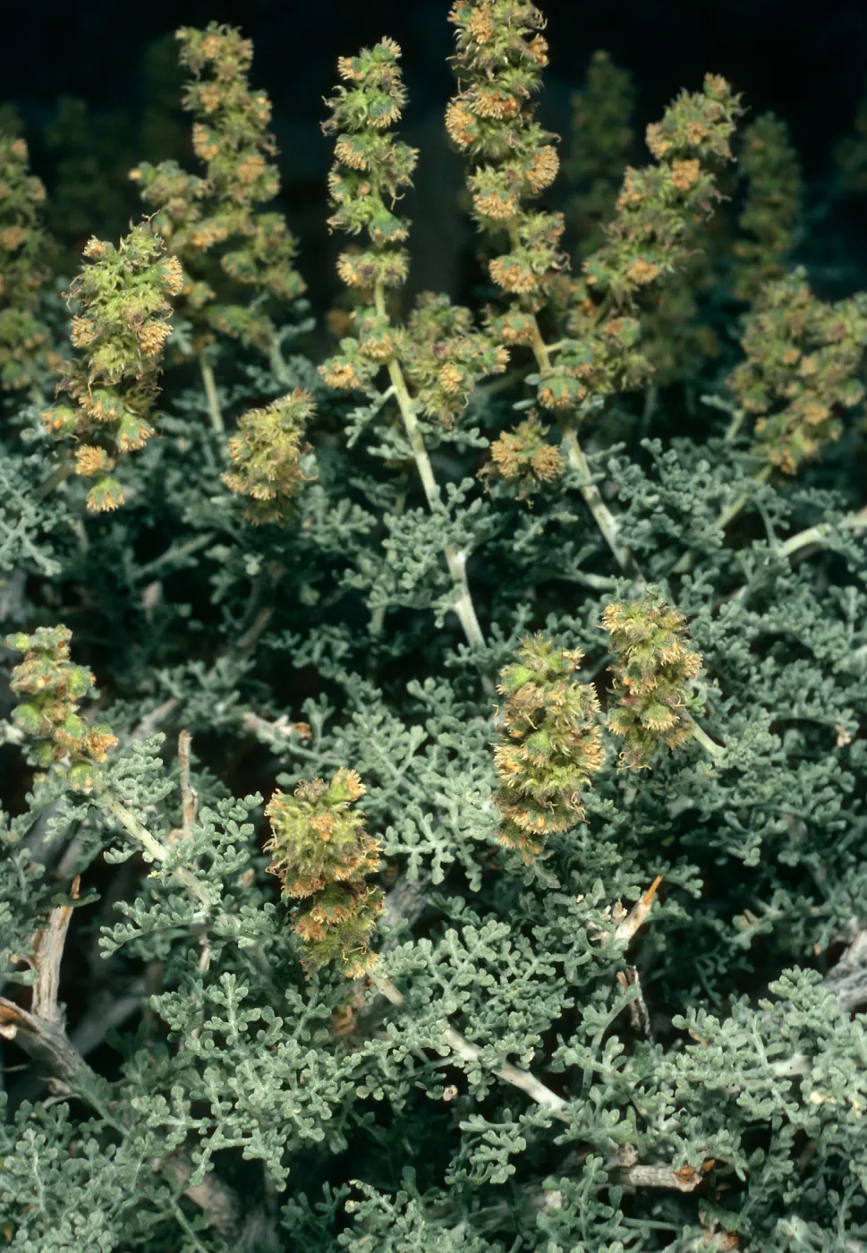 Ambrosia dumosa, Cottonwood Canyon, Death Valley
