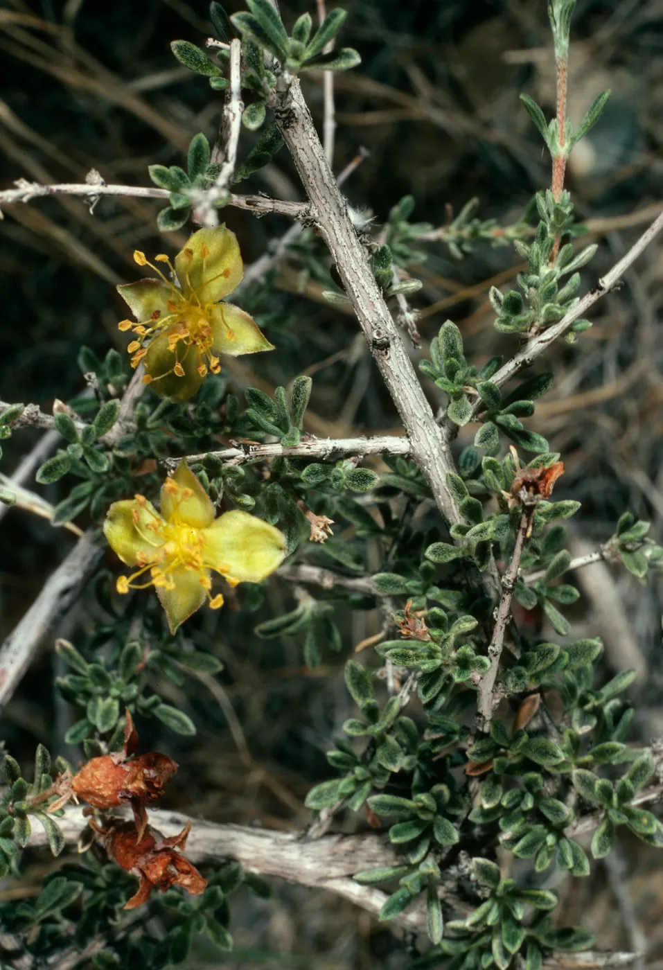 Coleogyne ramosissima, road to Wildrose Charcoal kilns, Death Valley