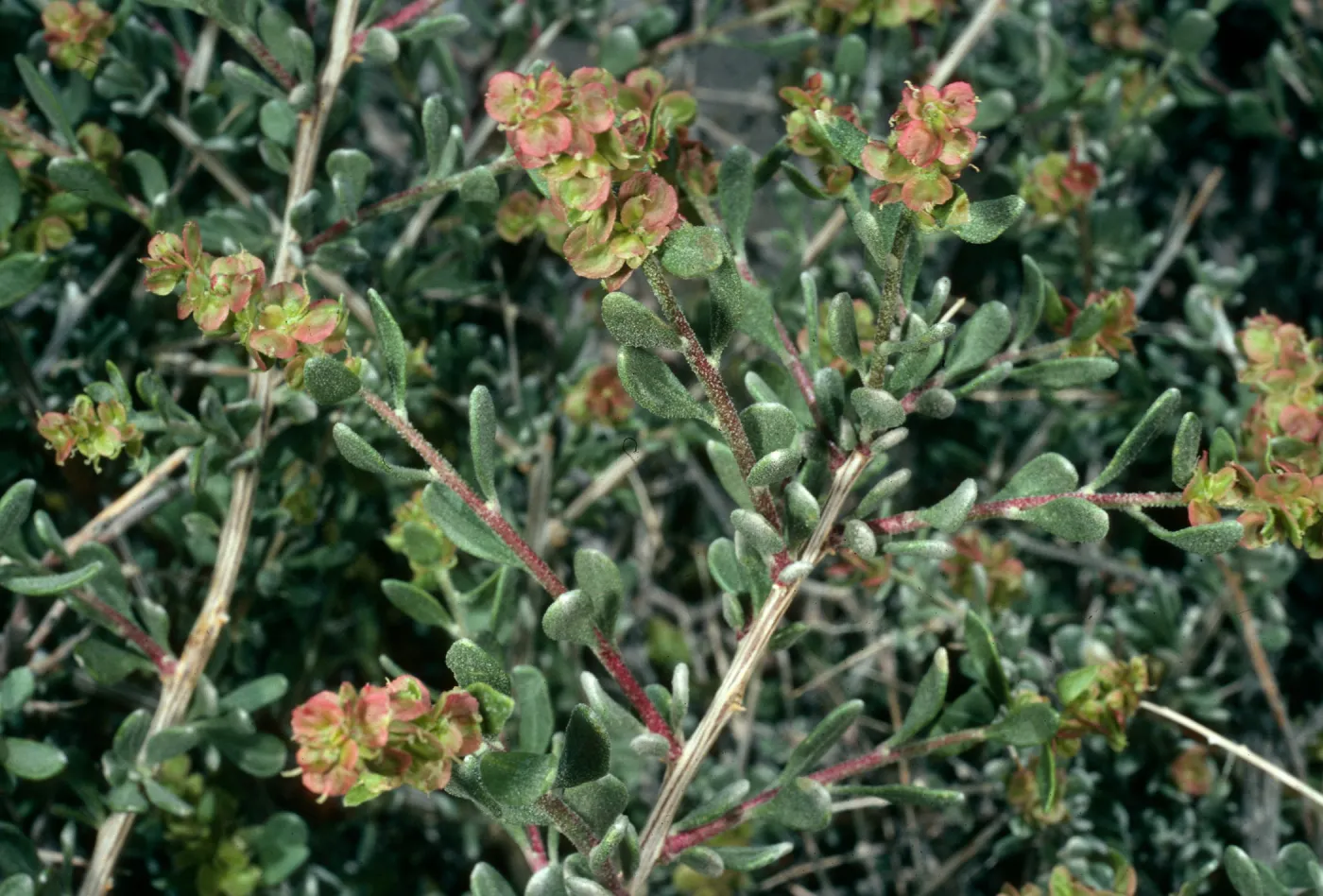 Grayia spinosa, Aguereberry Point, Death Valley