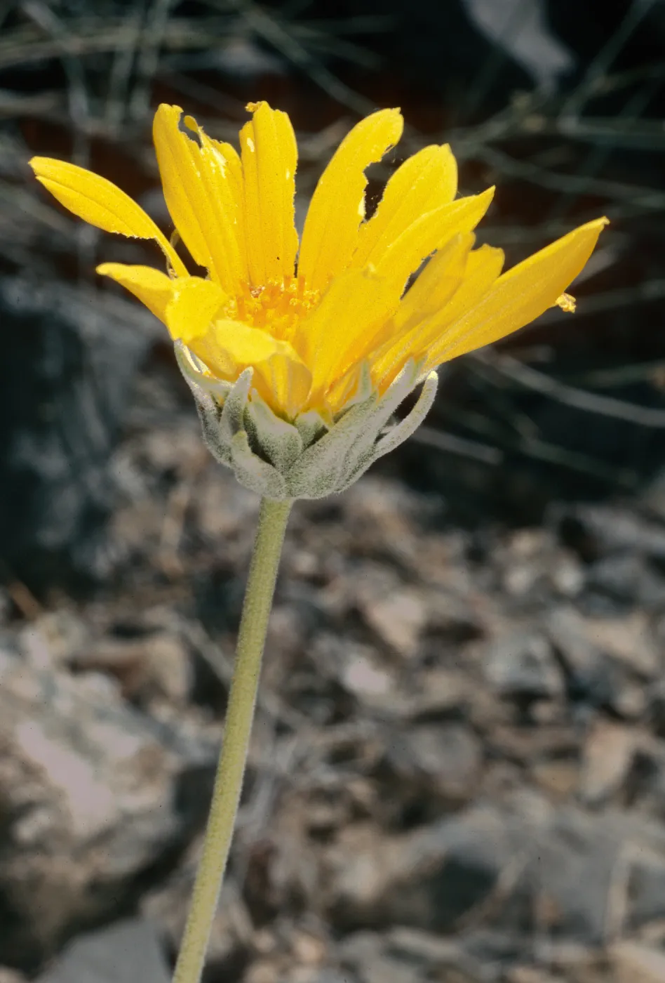 Enceliopsis nudicaulis, Eureka Valley Road, Death Valley