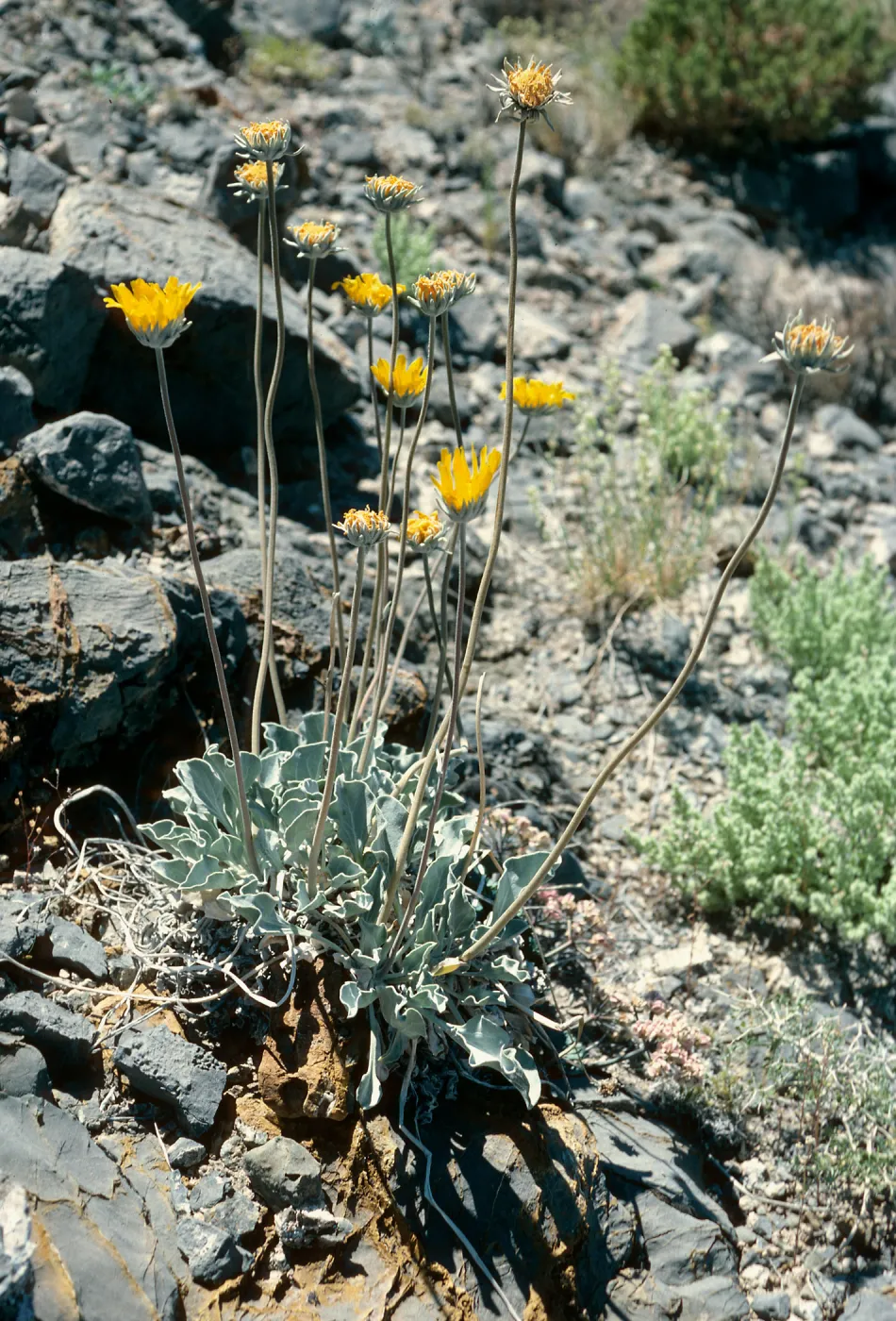 Enceliopsis nudicaulis, Eureka Valley Road, Death Valley