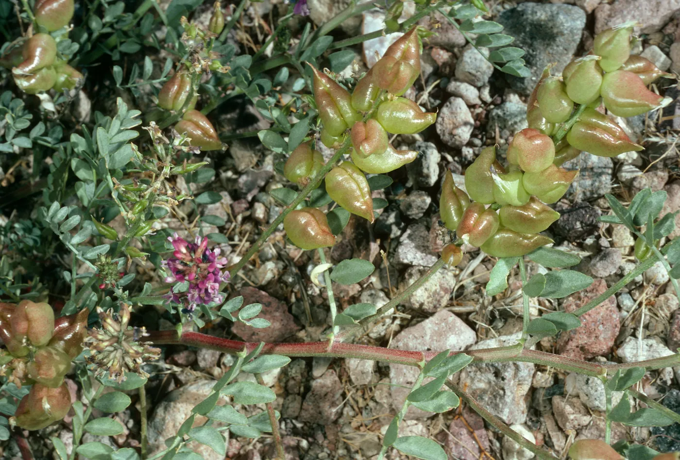 Astragalus lentiginosus variety fremontii, road to Dantes View, Death Valley
