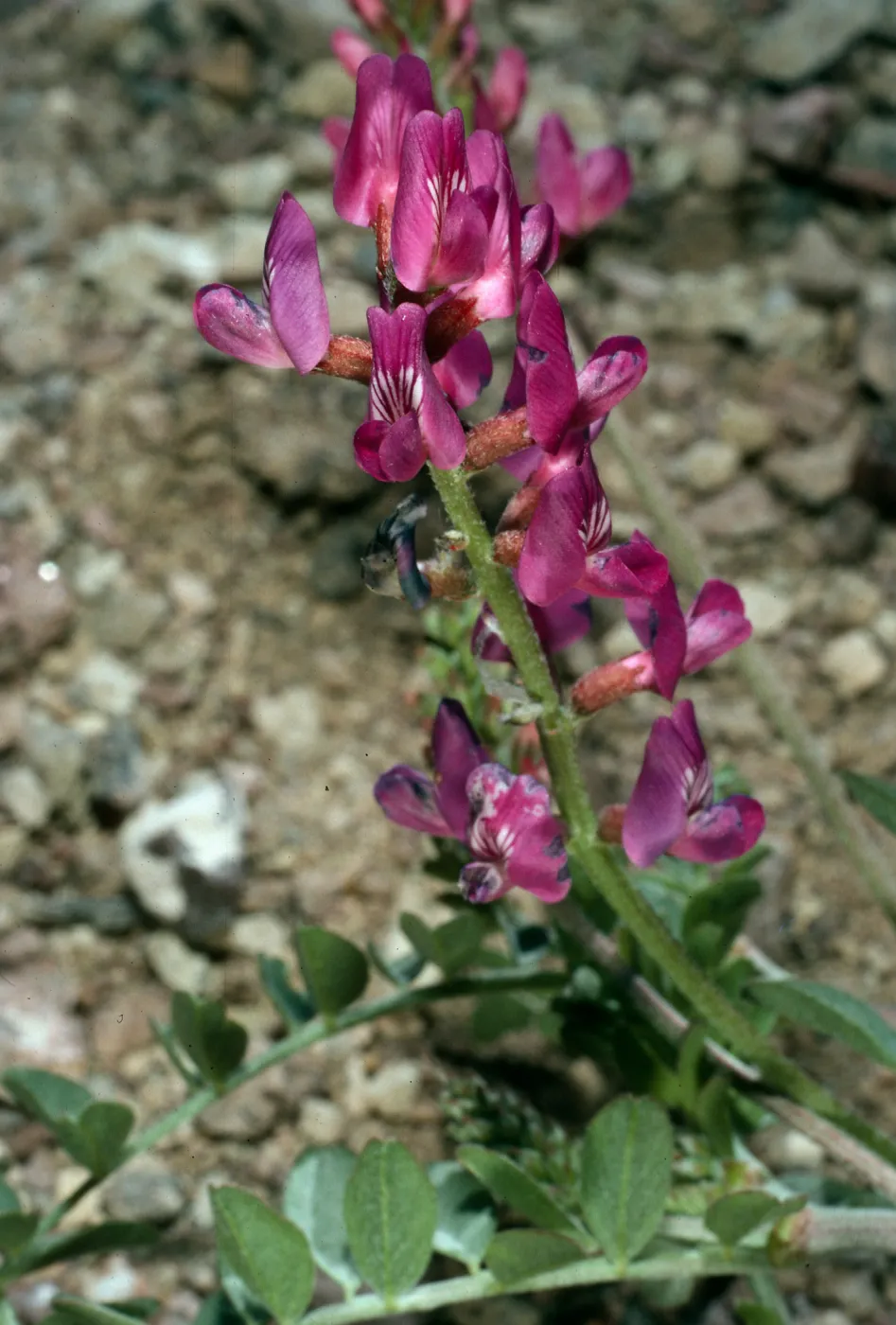 Astragalus lentiginosus variety fremontii, road to Dantes View, Death Valley