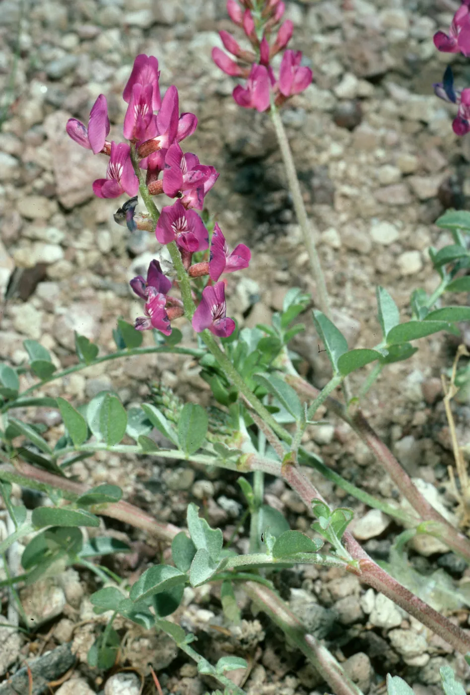 Astragalus lentiginosus variety fremontii, road to Dantes View, Death Valley