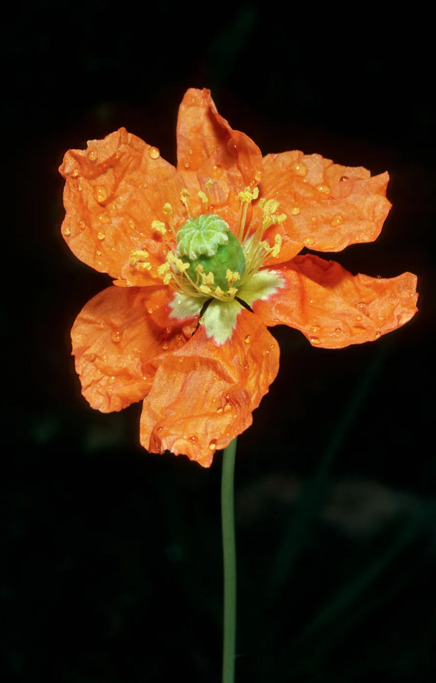 Papaver californicum, burn at Lake Cachuma