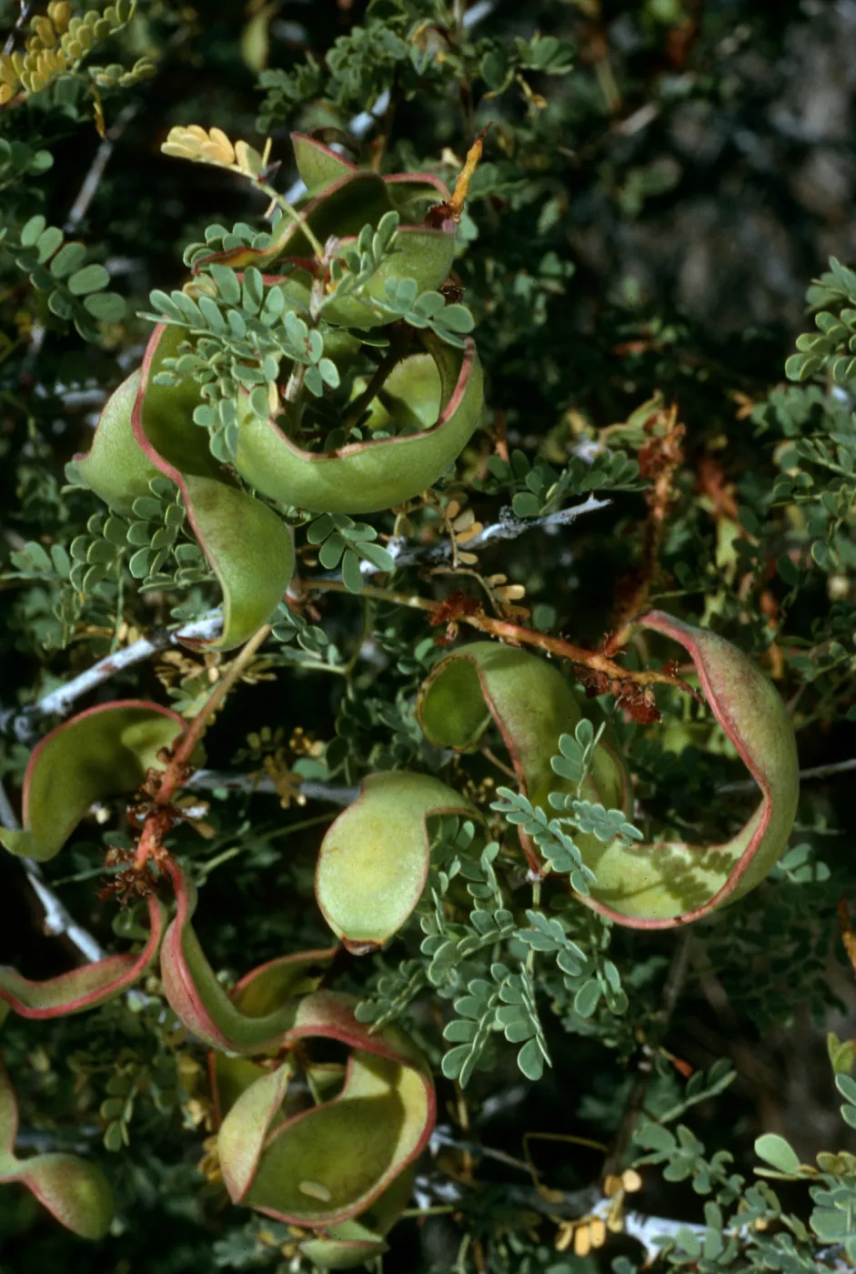 Acacia greggii in fruit, Joshua Tree National Park