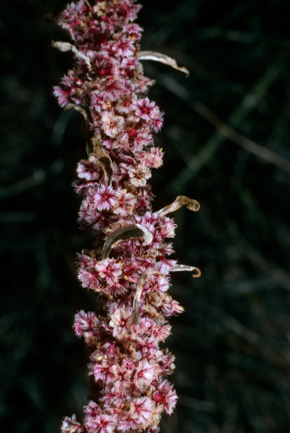 Amaranthus fimbriatus, Joshua Tree National Park