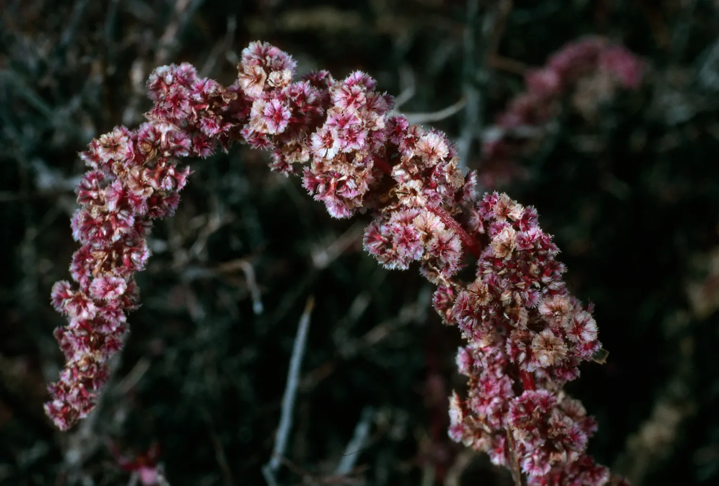 Amaranthus fimbriatus, Joshua Tree National Park