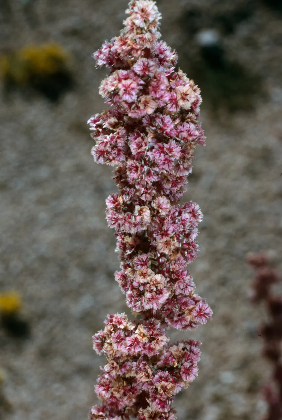 Amaranthus fimbriatus, Joshua Tree National Park