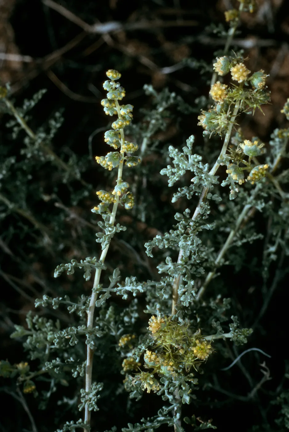 Ambrosia dumosa, Joshua Tree National Park