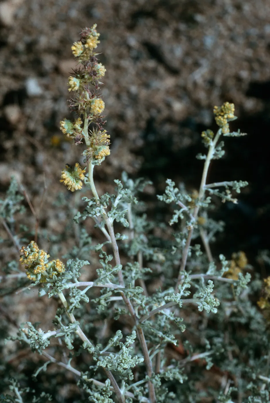 Ambrosia dumosa, Joshua Tree National Park