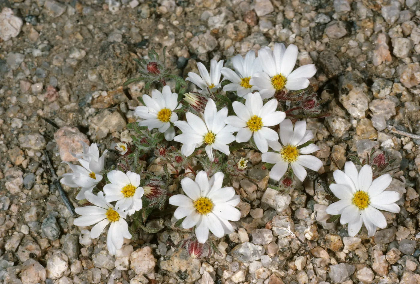 Monoptilon bellioides, Cottonwood springs, Joshua Tree National Park