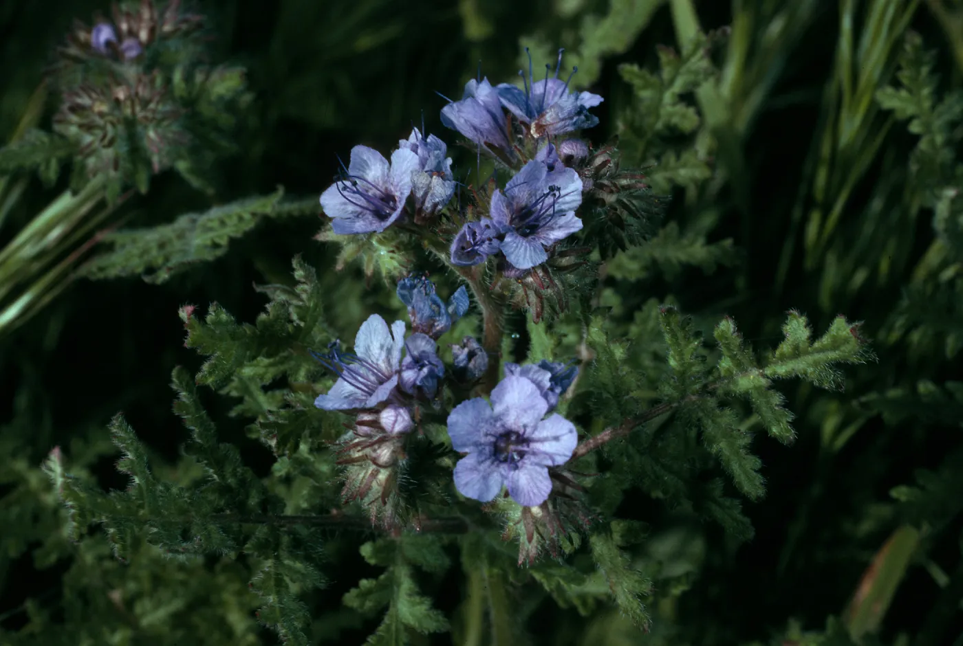Phacelia distans, Cave Canyon, Santa Barbara Island