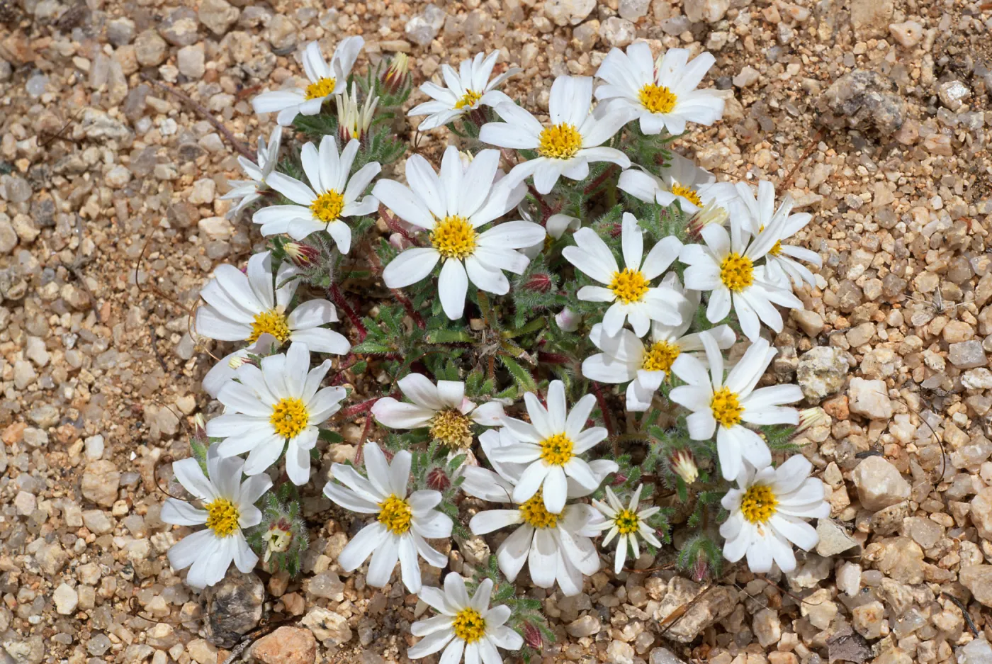 Monoptilon bellioides, North of pass, Joshua Tree National Park