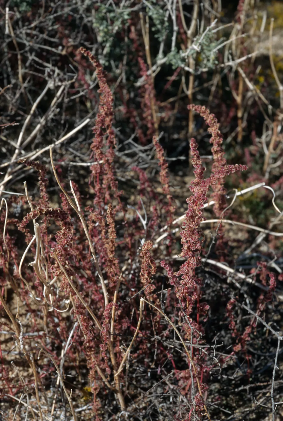 Amaranthus fimbriatus, Joshua Tree National Park